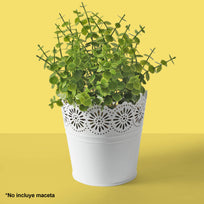 Art.3042 Planta Mini Con 4 Varas 25cm 1pz
