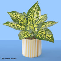 Art.3897 Planta Fina x9 32cm 1pz