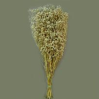 Art.1193 Gipsophilia Natural