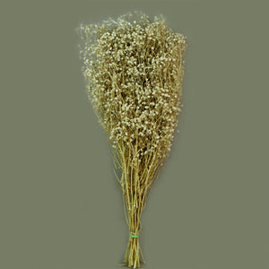 Art.1193 Gipsophilia Natural
