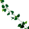 image variant Monstera