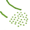 image variant Verde