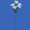 image variant Blanco