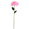image variant Rosa