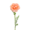image variant Coral