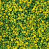 image variant Verde Multi