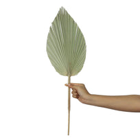 Art.6563 Hoja De Palma Chica 54x16cm  Aprox 1pz