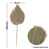 Art.6563 Hoja De Palma Chica 54x16cm  Aprox 1pz