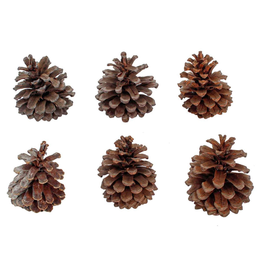 Art.6800 Bolsa Piñitas Naturales 8cm (Aprox) 6pz