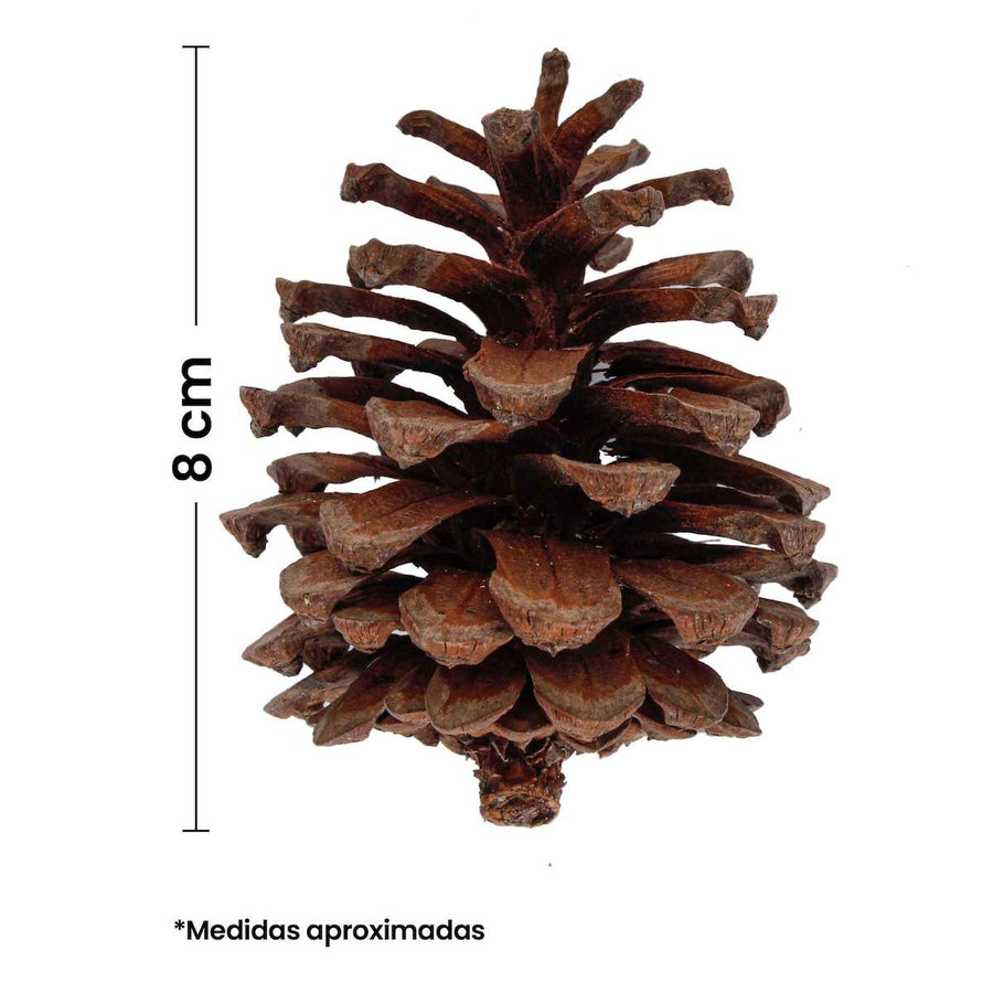 Art.6800 Bolsa Piñitas Naturales 8cm (Aprox) 6pz