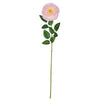 image variant Rosa