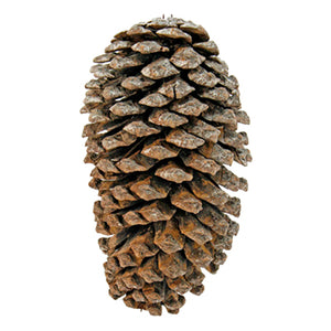 Piñas