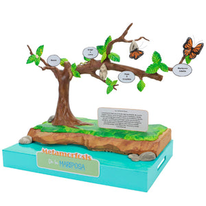 Maqueta Escolar Metamorfosis