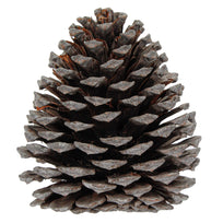 Art.10852 Piña Ext-Grande