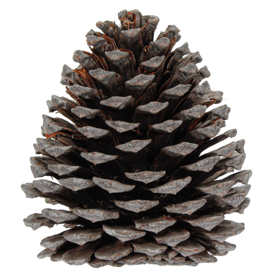 Art.10852 Piña Ext-Grande