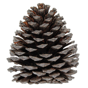 Art.10852 Piña Ext-Grande