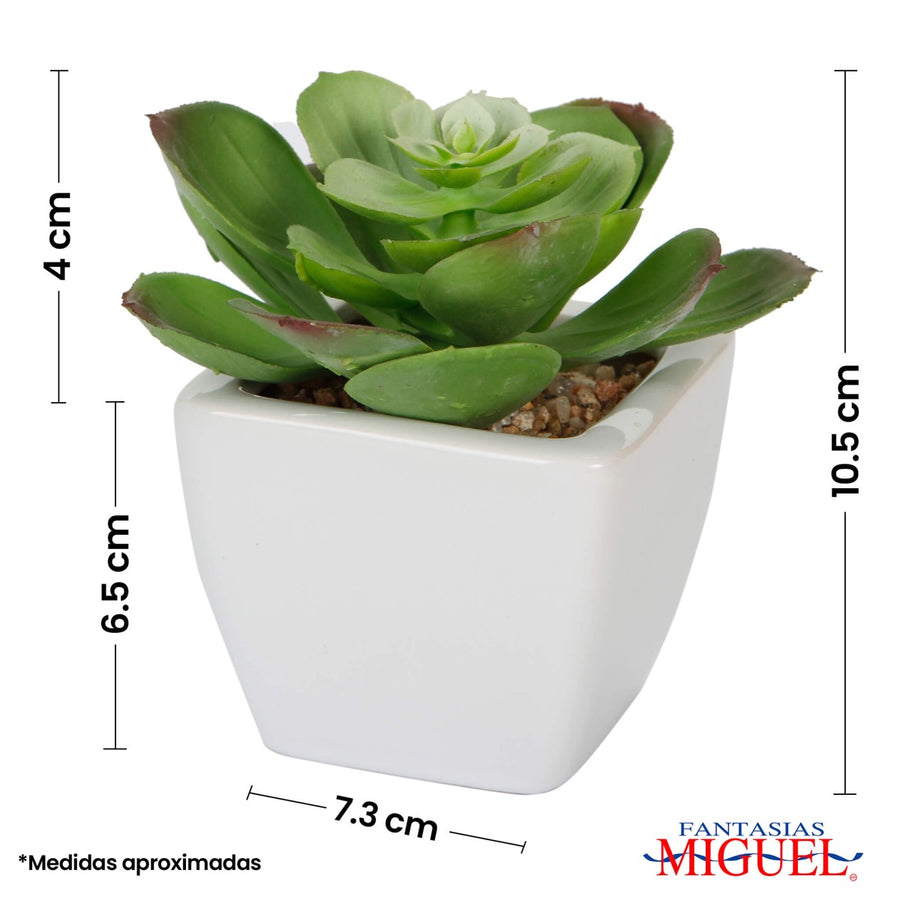 Cactus con Base de Ceramica