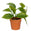 Fantasías Miguel Art.268 Mini Planta Con Maceta 12cm 1pz Verde