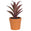 Fantasías Miguel Art.290 Mini Cactus Con Maceta 10cm 1pz Verde