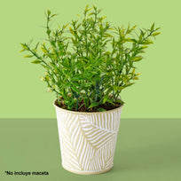 Art.2983 Planta Fina x6 36cm 1pz