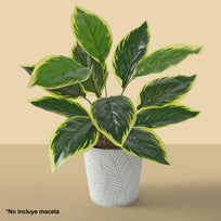 Art.3896 Planta Fina x12 43cm 1pz
