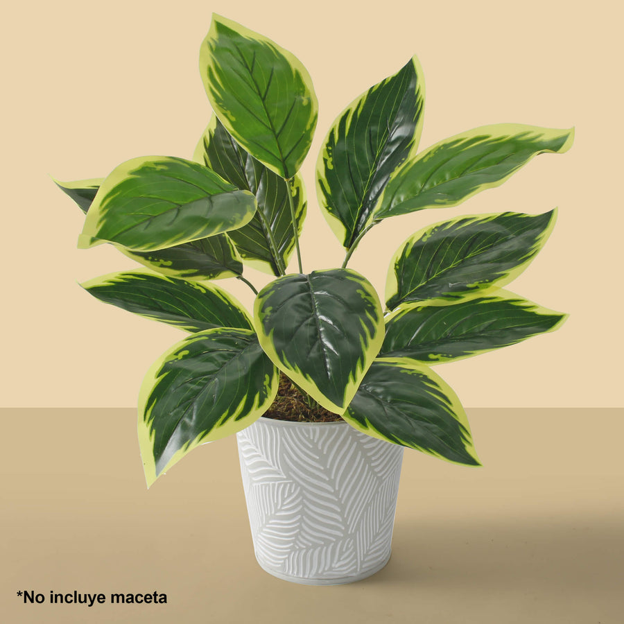 Art.3896 Planta Fina x12 43cm 1pz