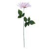 image variant Rosa