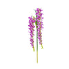 image variant Lavanda