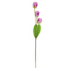 image variant Lavanda