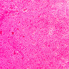 image variant Rosa