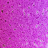 image variant Morado Neon