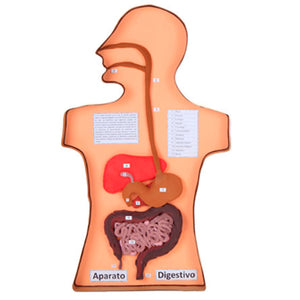 Maqueta Aparato Digestivo Con Fomi Placa Y Moldeable