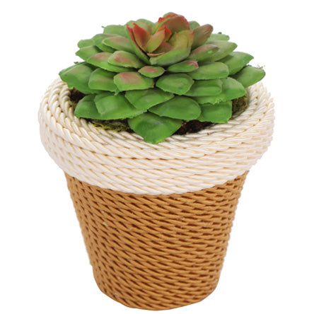Maceta Con Cactus