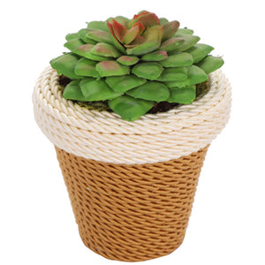 Maceta Con Cactus