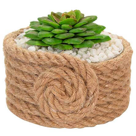 Cactus Con Cordon Yute