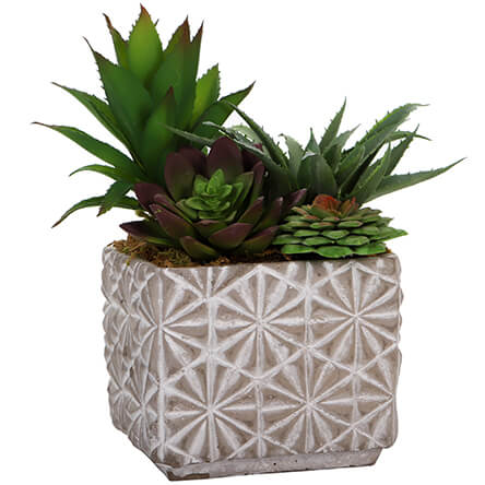 Maceta Con Cactus